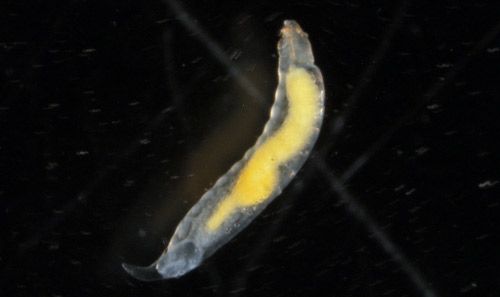 Figure 12. Larva of a parasitic wasp (probably Dinocampus coccinellae) recovered from Hippodamia convergens.