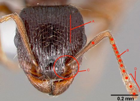 A) Parallel rugae running lengthwise on head. B) Antennae with 12 segments (dots representing each segment). C) Characteristic raised ridge at the antennal insertion. D) Antennal club 3-segmented.