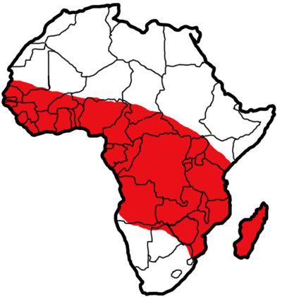 Figure 2. The approximate distribution of Anopheles gambiae s.s. Giles in tropical Africa. Diagram by Sabrina White, University of Florida, based on maps and data from Sinka et al. 2010.