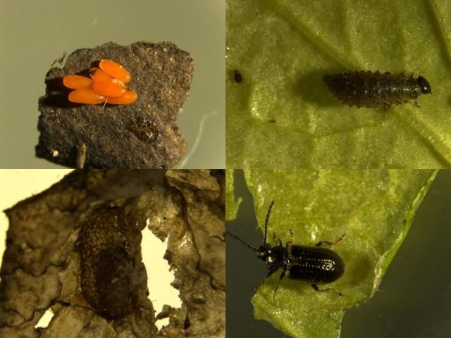 Figure 2. Yellowmargined leaf beetle eggs (top left), late instar larva (top right), pupa (bottom left), and adult (bottom right).