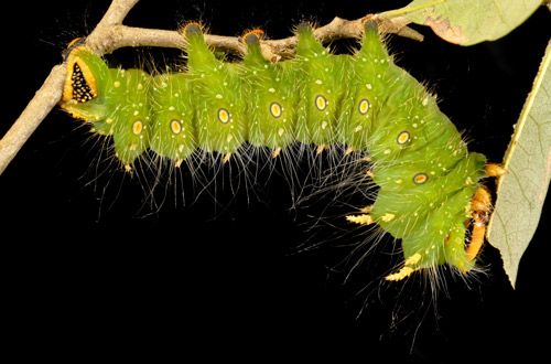 Figure 13. Imperial moth, Eacles imperialis (Drury), fifth instar larva.