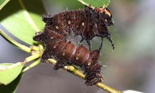 Figure 8. Imperial moth, Eacles imperialis (Drury), fourth instar larva (dark brown).