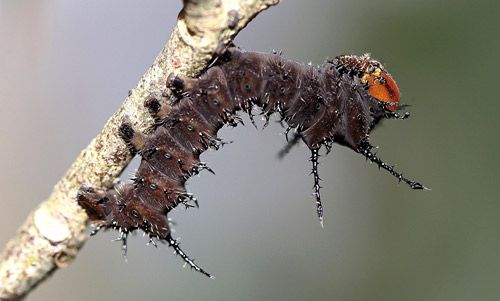 Figure 6. Imperial moth, Eacles imperialis (Drury), second instar larva.