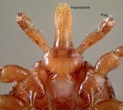 Figure 10. Mouthparts of an adult Gulf Coast tick, Amblyomma maculatum Koch. The barbed hypostome, surrounded laterally by a pair of palps, is inserted into a host's skin to take a blood meal.