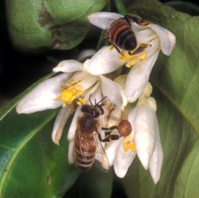 Figure 9. Adult worker honey bee, Apis mellifera.