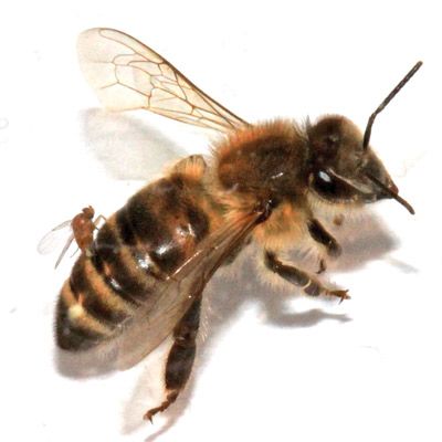 Figure 6. Adult female Apocephalus borealis ovipositing into the abdomen of a worker honey bee, Apis mellifera.