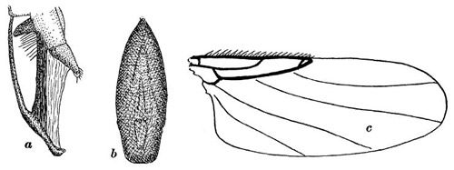 Figure 5. Sketch of Apocephalus borealis features in the first specimen description of an adult female: a) lateral (side) view of the female's ovipositor, b) ventral (underside) view of the female's ovipositor, c) dorsal (top) view of the right wing.