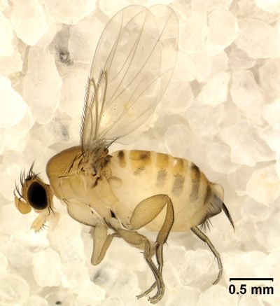 Figure 4. Adult female Apocephalus borealis.