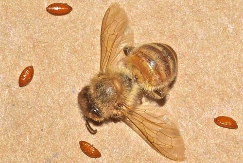 Figure 3. Four Apocephalus borealis pupae surrounding the dead honey bee from which they emerged.