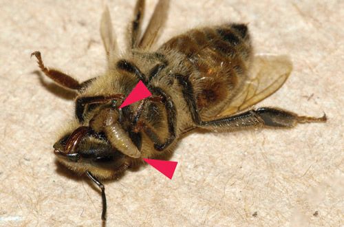 Figure 2. Two final instar larvae of Apocephalus borealis exiting a honey bee worker at the junction of the head and thorax (the larvae are arrowed).