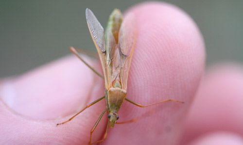 Figure 1. An adult rice bug, Leptocorisa acuta (Thunburg).