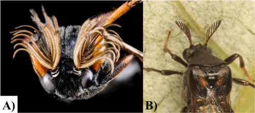 Figure 5. Male and female antennal types. A) Male, bi-flabellate antennae: note the protruding filaments from both sides of the central antennal stalk. B) Female, pectinate antennae: note that the filaments protrude only from 1 side of the central antennal stalk.