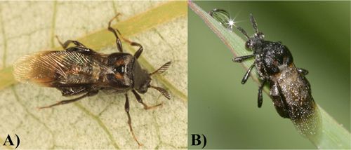 Figure 2. Adult specimens of the two species of Ripiphorus present in Florida. A) Ripiphorus schwarzi LeConte, and B) Ripiphorus fasciatus Say.