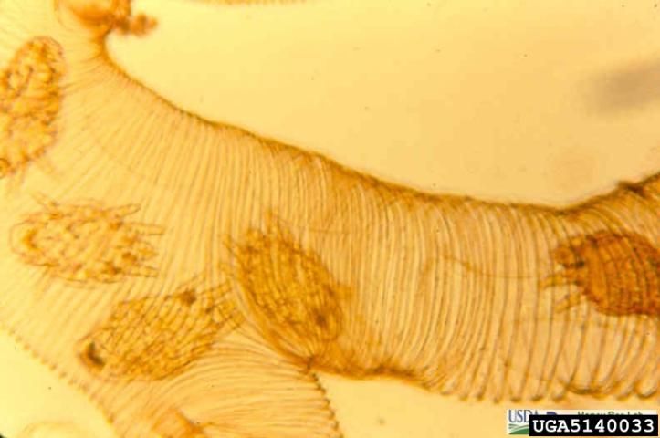 Figure 10. Five tracheal mites visible in a dissected honey bee trachea (140× magnification).