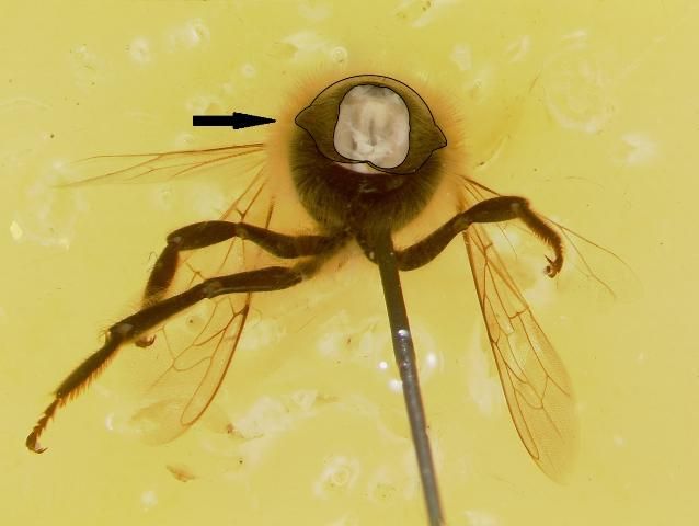 Figure 7. The repositioned thorax of the honey bee after the head and first pair of legs have been removed. The collar completely surrounds the opening and is highlighted by a black outline and arrow.