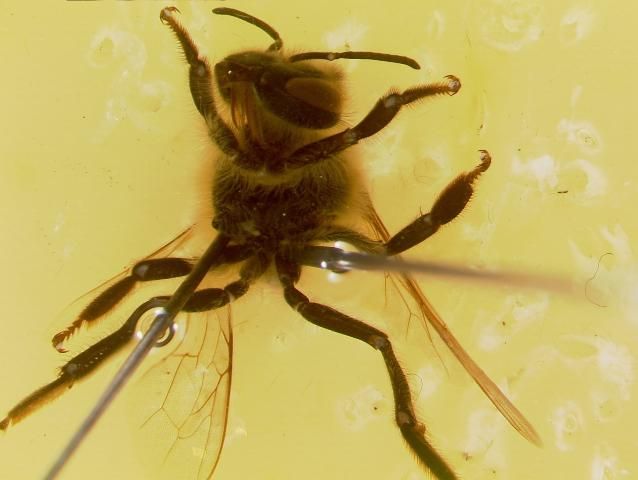 Figure 6. A secured bee with its abdomen removed.