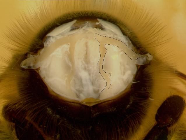 The honey bee thorax after the entire collar has been removed. The mesothoracic tracheae are completely visible and are in the shape of an inverted letter V.