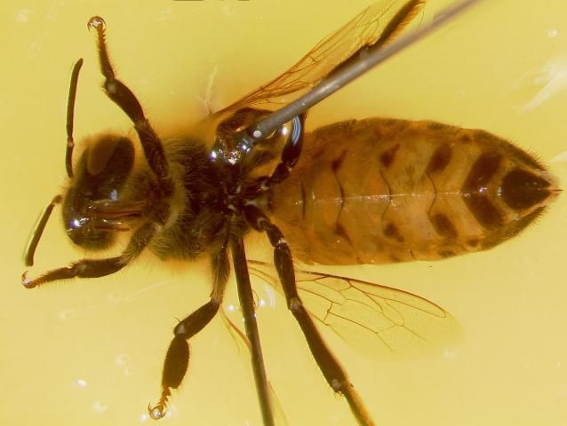 Figure 5. The honey bee is secured in the dissection dish with two insect pins that are placed on either side of the thorax at approximately a 45º angle facing away from the center of the thorax.