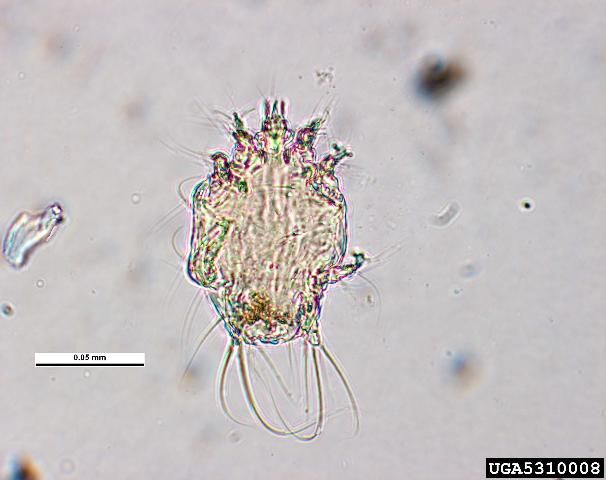 Figure 1. Magnified images of an adult tracheal mite Acarapis woodi.
