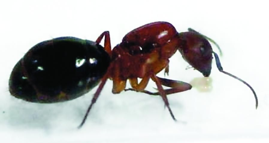 Figure 6. Florida carpenter ant dealate queen tending her brood.