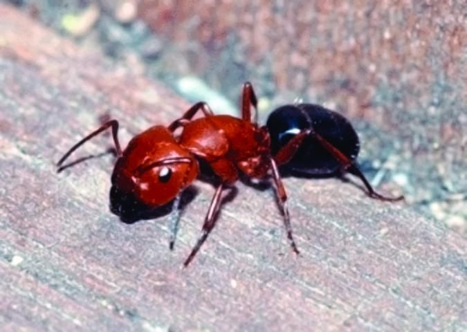 Figure 1. Adult carpenter ant major worker.