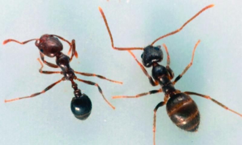 Figure 1. Tawny crazy ant worker (Nylanderia fulva) (right) in comparison to a small worker of the red imported fire ant (left).