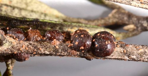 Figure 1. Adult female black scales, Saissetia oleae (Olivier) on cultivated olive (Olea europaea L.).