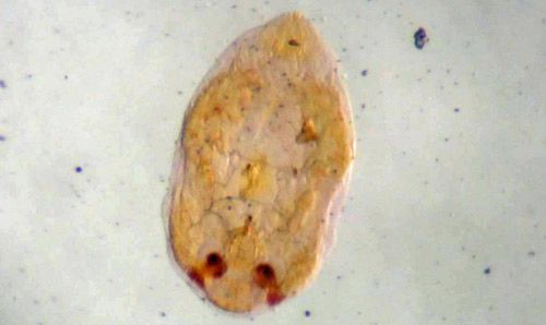 Figure 4. Coconut scale, Aspidiotus destructor Signoret, male pupa removed from cover.