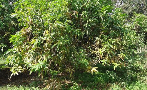 Figure 7. Mature mango plant infested with coconut scale, Aspidiotus destructor Signoret, in Pakistan.