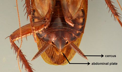 Figure 6. View of the ventral side of the posterior abdomen of an adult female Australian cockroach, Periplaneta australasiae Fabricius. Note the plate protruding beyond the last abdominal segment.