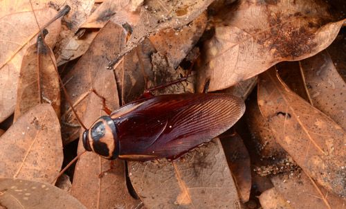 Figure 1. Dorsal view of an adult Australian cockroach, Periplaneta australasiae Fabricius.
