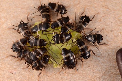 Figure 2. Australian cockroach, Periplaneta australasiae Fabricius nymphs feeding in a group.