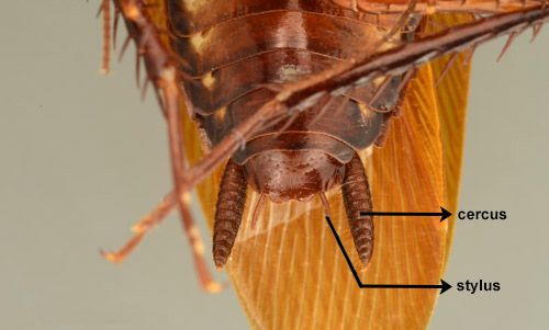 Figure 5. View of the ventral side of the posterior abdomen of an adult male Australian cockroach, Periplaneta australasiae Fabricius. Note the larger pair of cerci and the smaller pair of styli projecting from the tip of the abdomen.