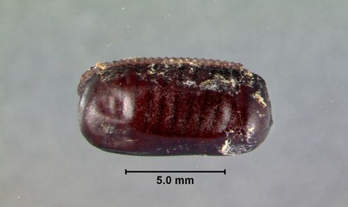 Figure 3. A fully developed and detached ootheca of the Australian cockroach, Periplaneta australasiae Fabricius.