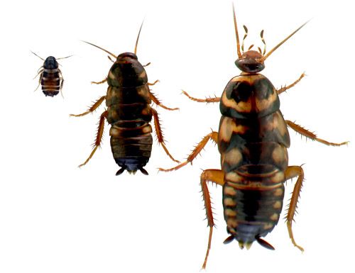 Figure 4. First, third and fifth instar nymphs of the Australian cockroach, Periplaneta australasiae Fabricius.