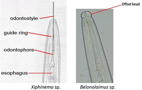 Figure 10. A drawing comparing anterior regions of a dagger nematode, Xiphinema spp. to a sting nematode, Belonolaimus sp. Sting nematode has an offset head region and a stylet with basal knobs; dagger nematodes do not have an offset head region and the basal region of the stylet has flanges.