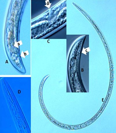Figure 11. Photographs of a dagger nematode, Xiphinema spp. A: lateral view of a male tail region with paired spicules (arrow a) and cloaca (arrow b); B: lateral view of anus (arrow c) at the tail region of a female; C: lateral view of vulva (arrow d) of a female; D: a head region showing full stylet; E: a full body length view.