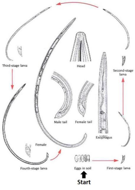 Figure 1. A typical life cycle of a dagger nematode, Xiphinema spp., with detailed features.
