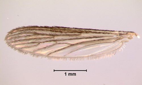 Figure 8. Wing of Psorophora ferox (Humboldt), showing dark wing scales.