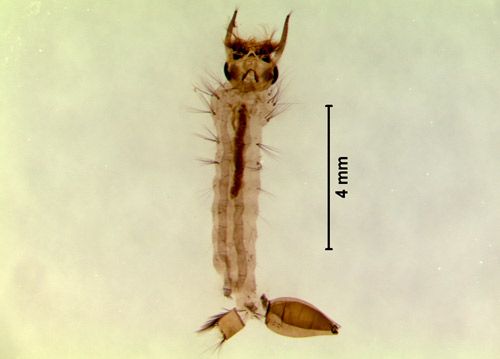 Figure 4. Larval Psorophora ferox (Humboldt).