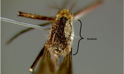 Figure 11. Psorophora ferox (Humboldt) scutum showing dark and golden scales occurring without a pattern.