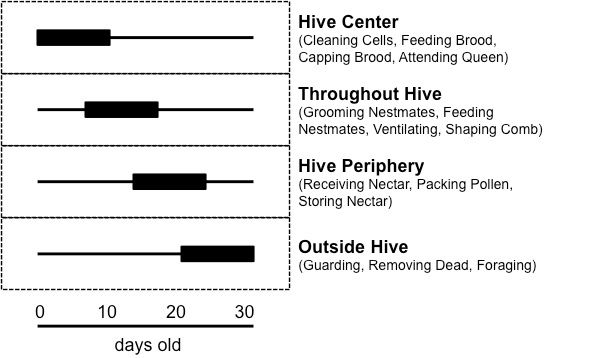 Figure 2. Simplified representation of the order in which honey bee workers perform tasks in a hive.