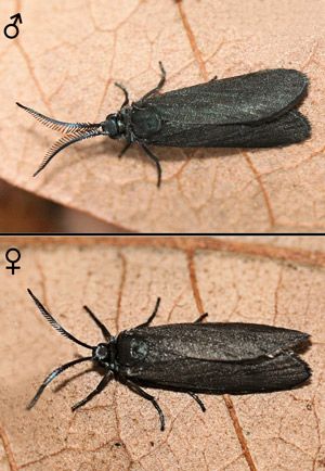 Figure 10. Laurelcherry smoky moth, Neoprocris floridana Tarmann, male (top) and female (bottom).