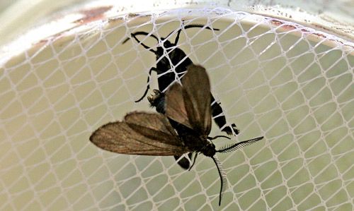 Figure 17. Laurelcherry smoky moth, Neoprocris floridana Tarmann, female (caged) and male with claspers spread attempting to mate.