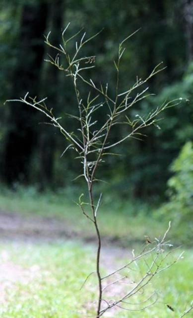 Figure 21. Carolina laurelcherry (Prunus caroliniana), sapling defoliated by laurelcherry smoky moth, Neoprocris floridana Tarmann.