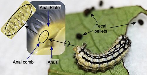 Figure 25. Laurelcherry smoky moth, Neoprocris floridana Tarmann, larva with ejected fecula. Insets: underside of anal plate with anal comb and enlarged anal comb.