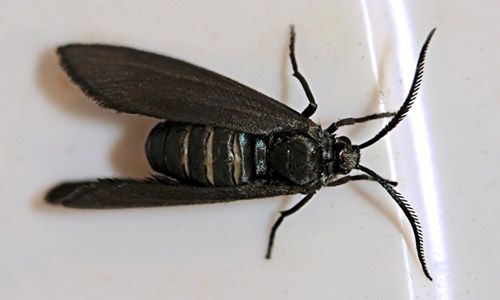 Figure 16. Laurelcherry smoky moth, Neoprocris floridana Tarmann, female in characteristic procridine calling posture.