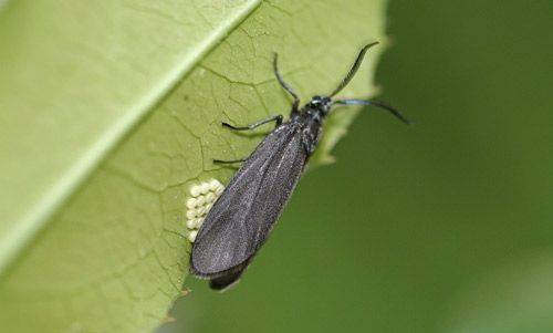 Figure 19. Laurelcherry smoky moth, Neoprocris floridana Tarmann, ovipositing female.