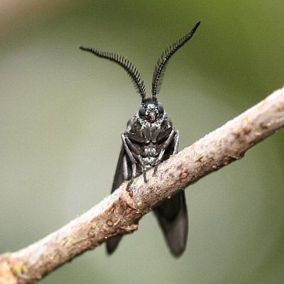 Figure 1. Laurelcherry smoky moth, Neoprocris floridana Tarmann, male in typical resting position.