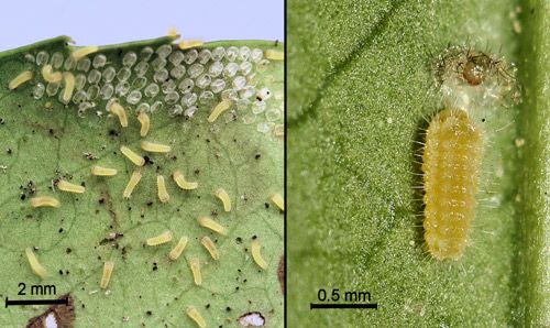Figure 4. Laurelcherry smoky moth, Neoprocris floridana Tarmann, newly hatched first instar larvae (left) and newly molted second instar eating its exuviae (right).